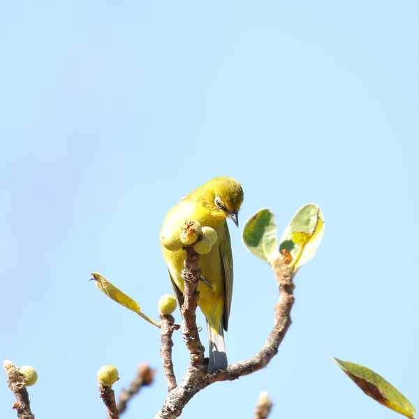 Cape White Eye Bird Finding Food Aloe Flower Stalk South — Stock Photo, Image