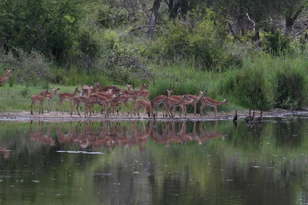 Family herd of impala antelopes running next to dam water, Kruger National Park, South Africa