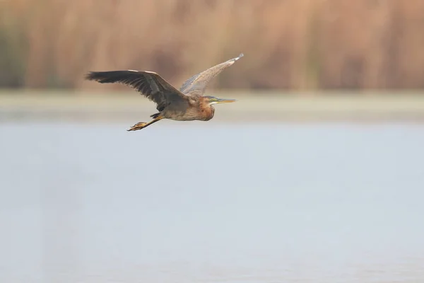 Purpurreiher Fliegt Mit Offenen Flügeln Über Flussmündung Südafrika — Stockfoto