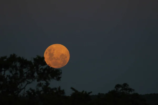 Lua Cheia Vindo Sobre Horizonte Com Silhuetas Árvores Noite Parque — Fotografia de Stock