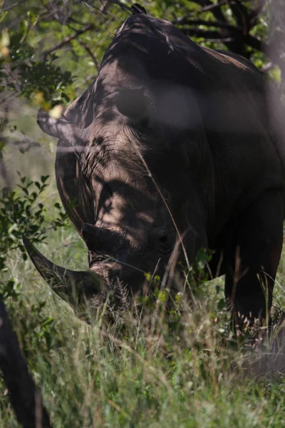 Носорог Большим Рогом Природе — стоковое фото