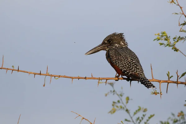 Gigante Kingfisher Empoleirado Ramificação Sobre Barragem Com Céu Fundo África — Fotografia de Stock