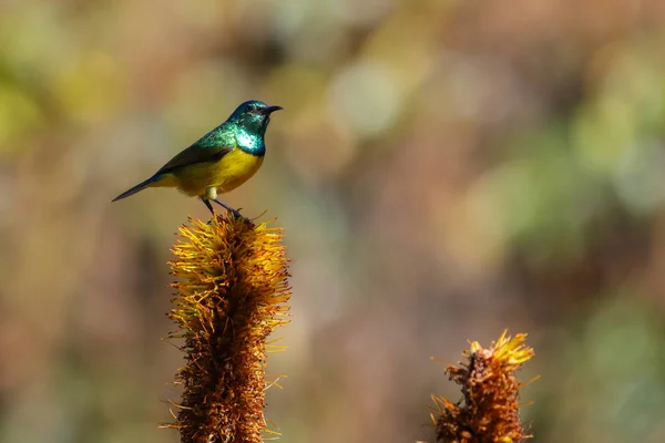 Cape White Eye Bird Finding Food Aloe Flower Stalk South — Stock Photo, Image