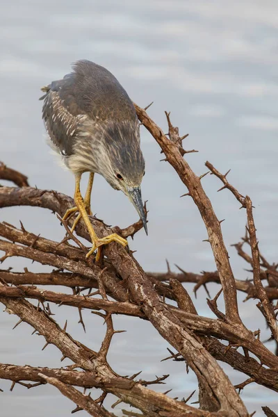 Purple heron bird , South Africa