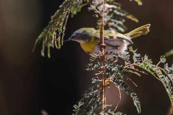 Yellow Breasted Apalis Bird Looking Food Tree South Africa — Stock Photo, Image
