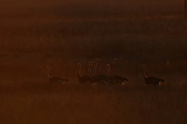 Grupa Ptaków Strusia Uruchomiona Zachodzie Słońca Rim Światła Ruchu Rozmycie — Zdjęcie stockowe