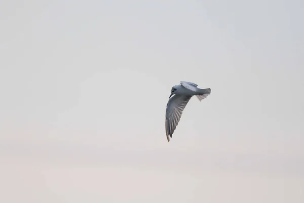Λευκό Φτερωτό Πουλί Πτήσει Μεταβατικό Φτέρωμα Νότια Αφρική — Φωτογραφία Αρχείου