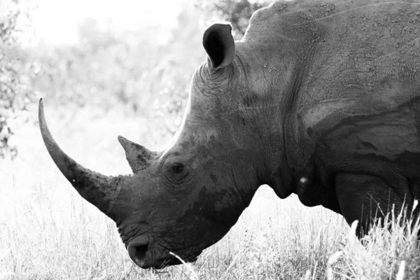 Portrait Rhinocéros Blanc Voie Disparition Avec Corne Parc National Kruger — Photo