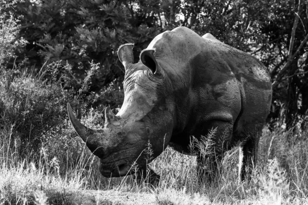 Portrait Rhinocéros Blanc Voie Disparition Avec Corne Parc National Kruger — Photo