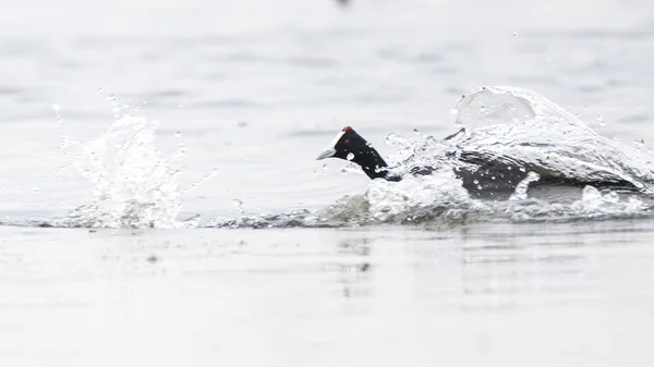 Épervier Nœuds Rouges Estuaire Marievale Afrique Sud — Photo