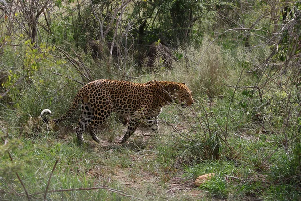 Hombre Leopardo Adulto Acecho Sudáfrica — Foto de Stock