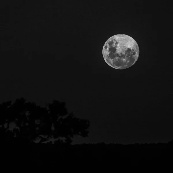 Чорно Біле Фото Повний Місяць Оволодіває Горизонт Силует Дерева Нічний — стокове фото