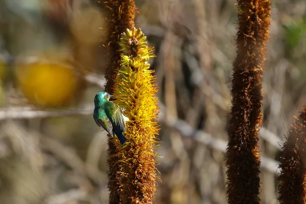 Cape White Eye Bird Finding Food Aloe Flower Stalk South — Stock Photo, Image