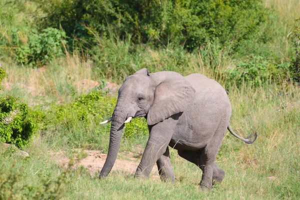 Elefante Africano Parque Nacional Kruger — Foto de Stock