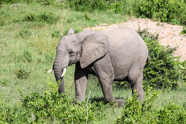 Elefante Africano Parque Nacional Kruger — Foto de Stock