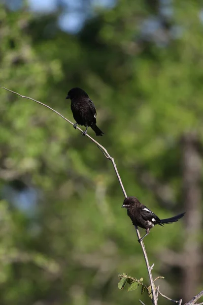 Doğada Uzun Kuyruklu Saksağan Kuşlar — Stok fotoğraf