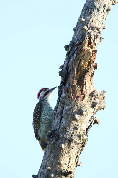 Woodpecker Ψάχνει Για Φαγητό Κορμό Δέντρο Μπλε Ουρανό Στο Παρασκήνιο — Φωτογραφία Αρχείου