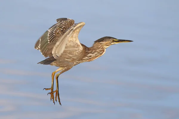 Purple heron bird , South Africa