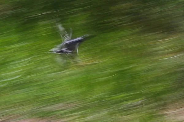 Immagine Astratta Uccelli Martin Pescatore Volo Con Sfondo Verde Kruger — Foto Stock