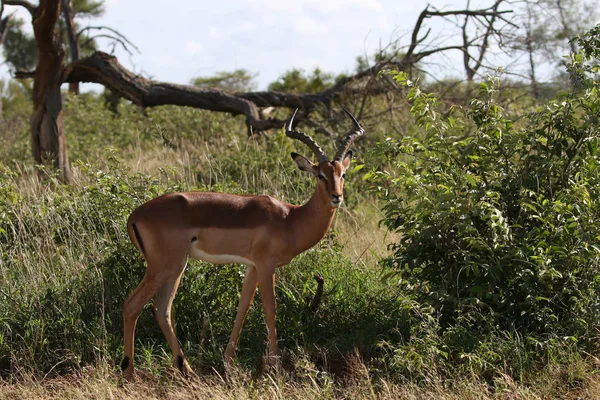Impala Bélier Marche Dans Parc National Kruger — Photo