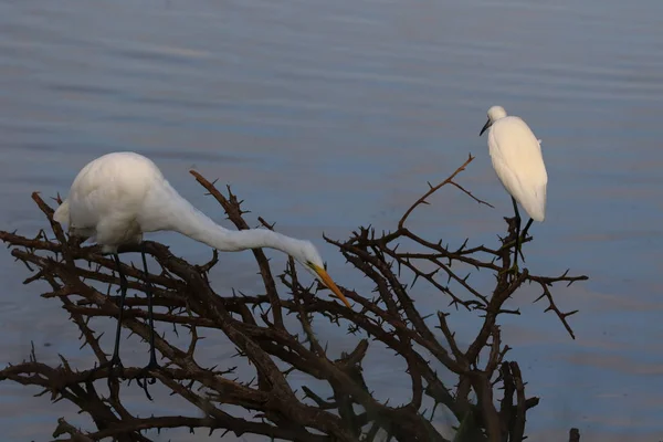 Silberreiher Jagen Staudammwasser Aus Altem Dornbusch Nach Fischen — Stockfoto