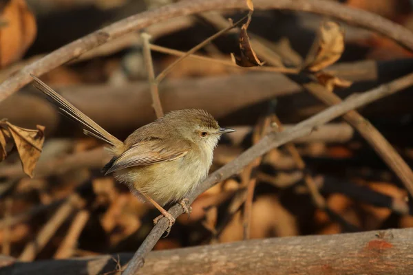 Tawny Kanatlı Prinia Kuş Kahverengi Çalı Arka Plan Güney Afrika — Stok fotoğraf