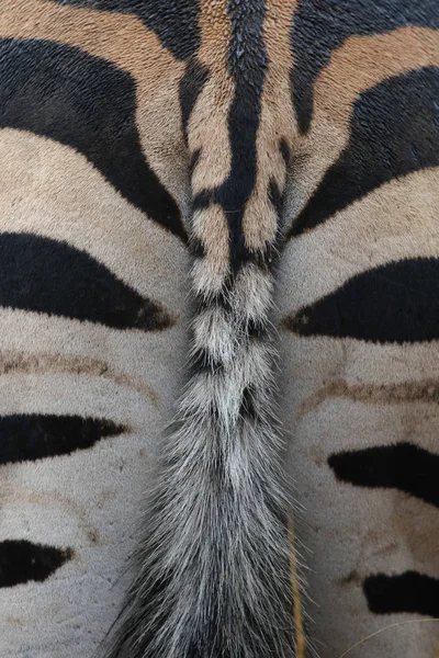 南非克鲁格国家公园斑马底部和尾巴 — 图库照片