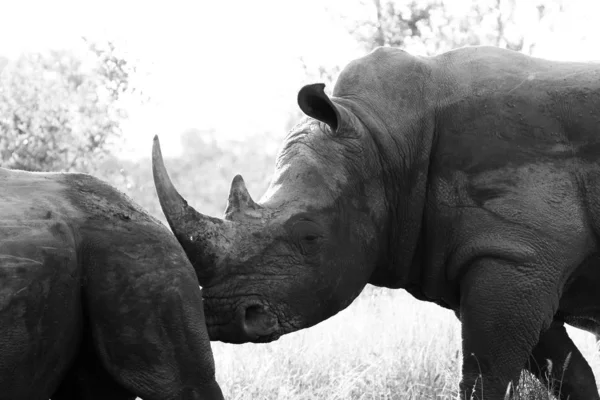 Портрет Зникаючих Білих Rhino Рогу Національний Парк Крюгера Сполучені Штати — стокове фото