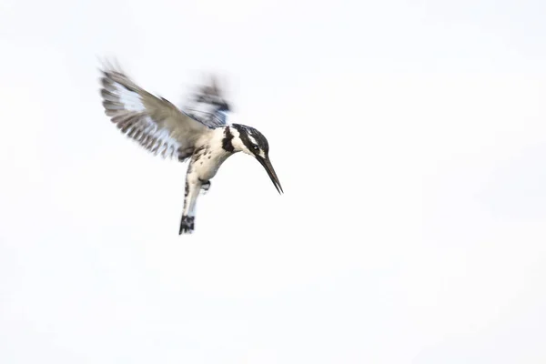 Rybaczek Ptak Unoszące Się Niebo Szybkie Skrzydła Patrząc Ryby Złapać — Zdjęcie stockowe