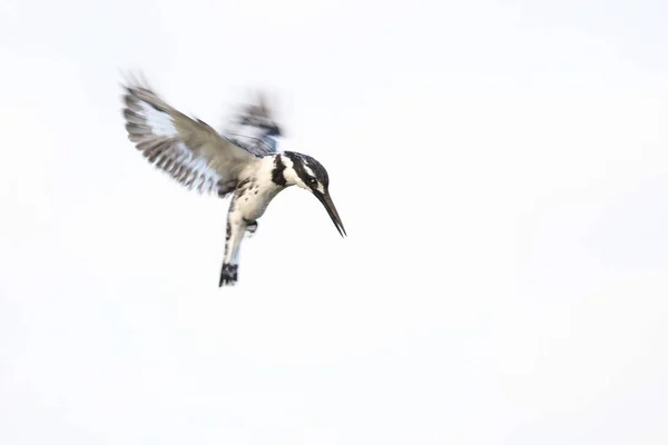 Pájaro Martín Pescador Que Flota Cielo Con Alas Rápidas Mientras —  Fotos de Stock