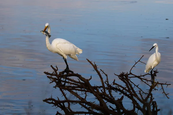 Silberreiher Jagen Staudammwasser Aus Altem Dornbusch Nach Fischen — Stockfoto