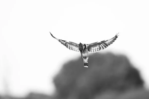 Строкатою Зимородок Птах Рибою Дзьобі Під Час Польоту Південно Африканська — стокове фото