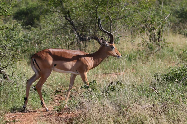Impala Ram Wandelen Kruger National Park — Stockfoto