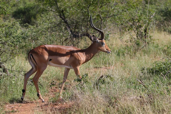 Impala Ram Caminando Parque Nacional Kruger — Foto de Stock