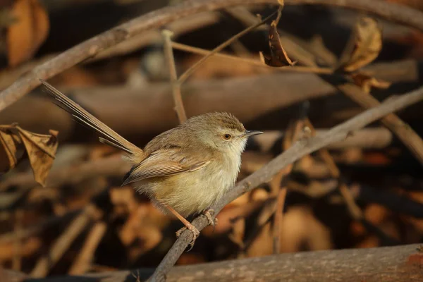 Sárgalábú Prinia Madár Barna Bokor Háttérrel Dél Afrikai Köztársaság — Stock Fotó