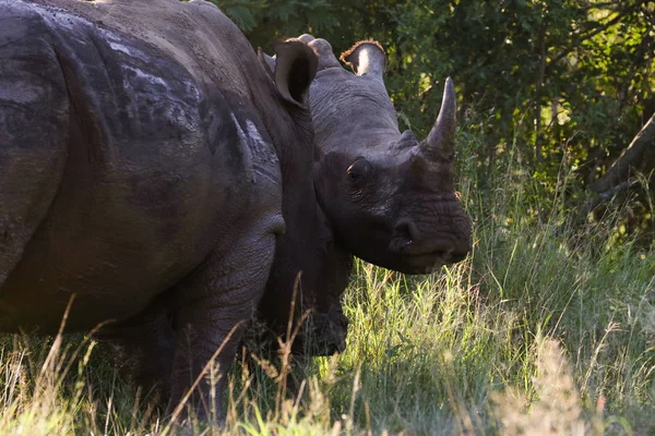 Retrato Rinoceronte Blanco Peligro Extinción Con Cuerno Parque Nacional Kruger — Foto de Stock