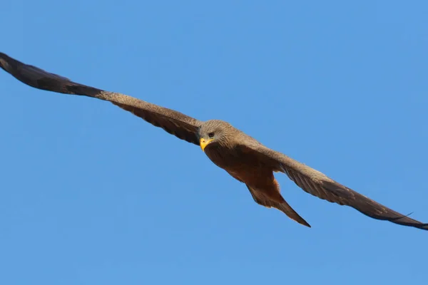 Martial eagle bird  blue sky background, Kruger National Park, South Africa