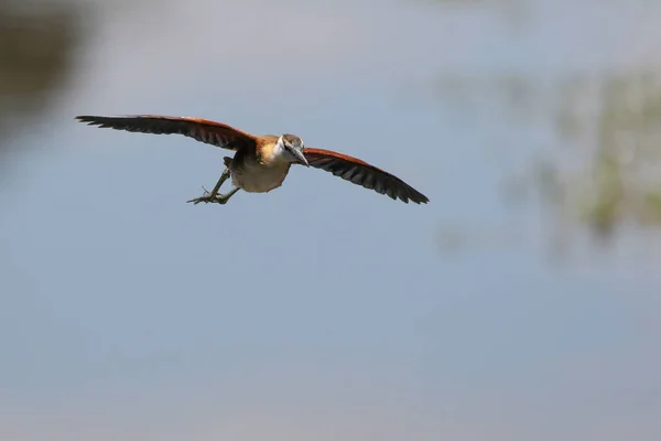 African Jacana Water Bird Flight Kruger National Park South Africa — Stock Photo, Image