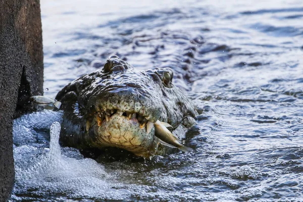 Nilo Crocodilo Caça Peixes Água Rio Kruger National Park África — Fotografia de Stock