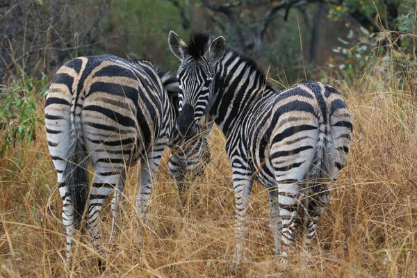 Zebra Tittar Över Axeln Kruger National Park Sydafrika — Stockfoto