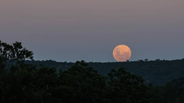 Bulan Purnama Datang Atas Cakrawala Dengan Siluet Pohon Malam Hari — Stok Foto