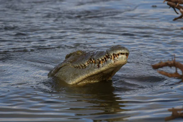 Nil Timsahı Avcılık Balık Nehri Kruger National Park Güney Afrika — Stok fotoğraf