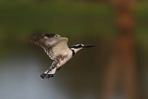 Pájaro Martín Pescador Que Flota Cielo Con Alas Rápidas Mientras — Foto de Stock