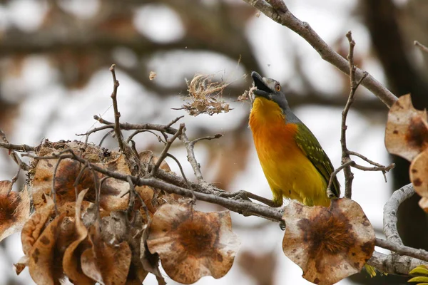 Grey Headed Bush Shrike Tree Looking Food Kruger National Park — Stock Photo, Image