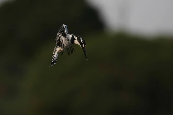 Uccello Martin Pescatore Pied Con Pesci Becco Durante Volo Sud — Foto Stock