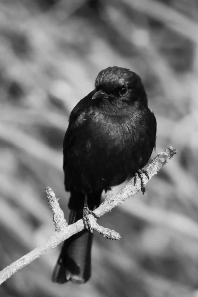 Pájaro Cazamoscas Negro Del Sur Sudáfrica —  Fotos de Stock