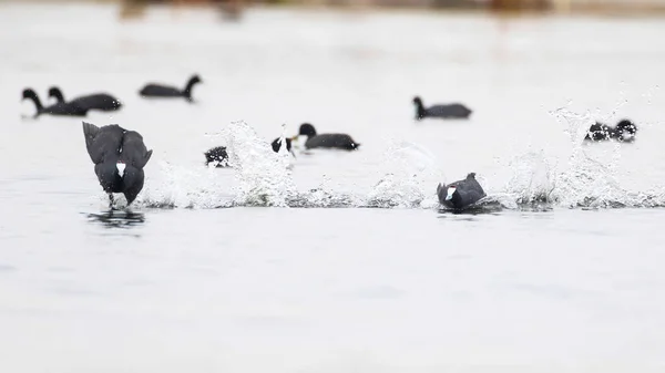 Diğer Kuşları Kovalamak Için Suda Akan Kırmızı Knobbed Coot Marievale — Stok fotoğraf