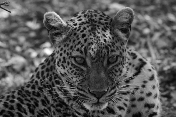Дорослий Леопард Південній Африці — стокове фото