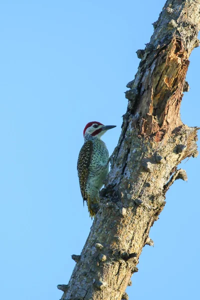 Woodpecker Ψάχνει Για Φαγητό Κορμό Δέντρο Μπλε Ουρανό Στο Παρασκήνιο — Φωτογραφία Αρχείου