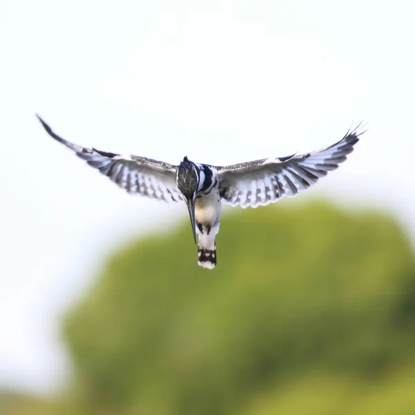 Pied Kingfisher Bird Fish Beak While Flying South Africa — Stock Photo, Image